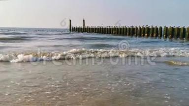大海中的波浪和木杆上的海鸥，荷兰泽兰的多堡海滩，自然背景视频